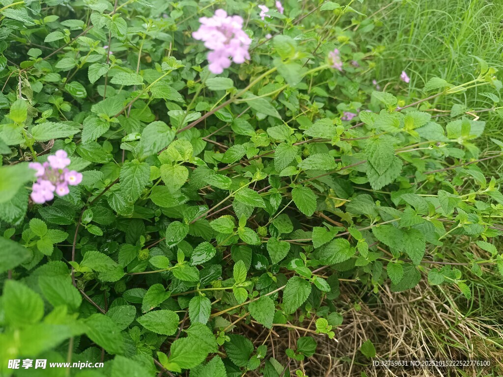 草丛中的粉色小花