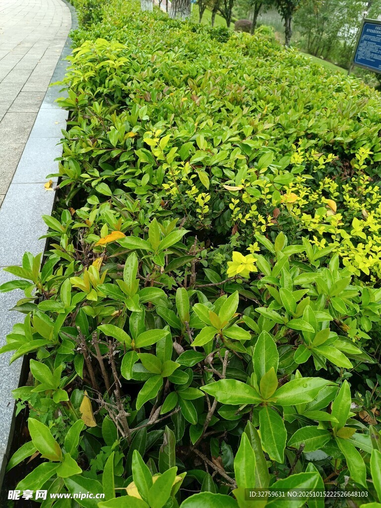 路边繁茂绿植景观