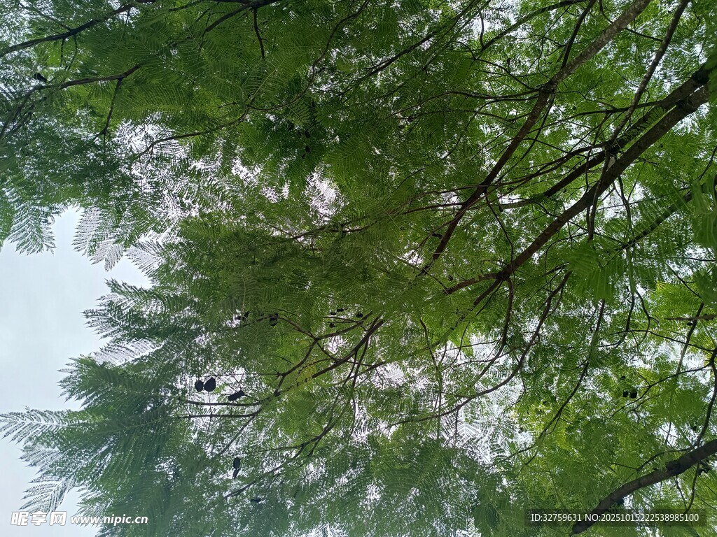 仰视葱郁竹林景象
