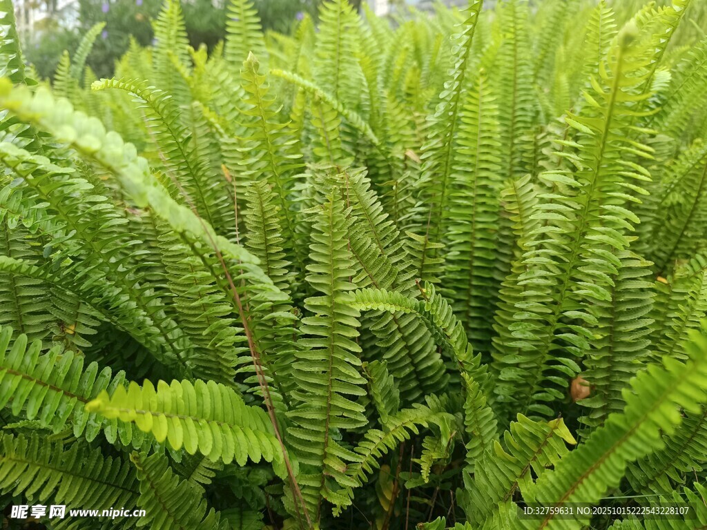翠绿蕨类植物生机勃勃