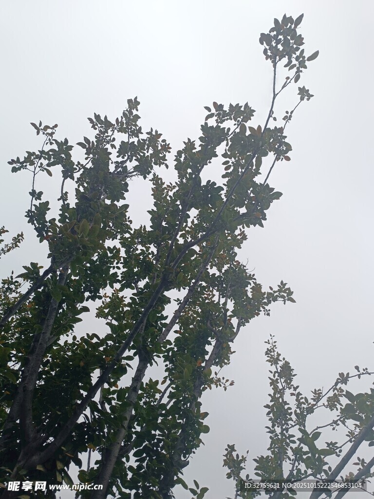 雾中枝叶