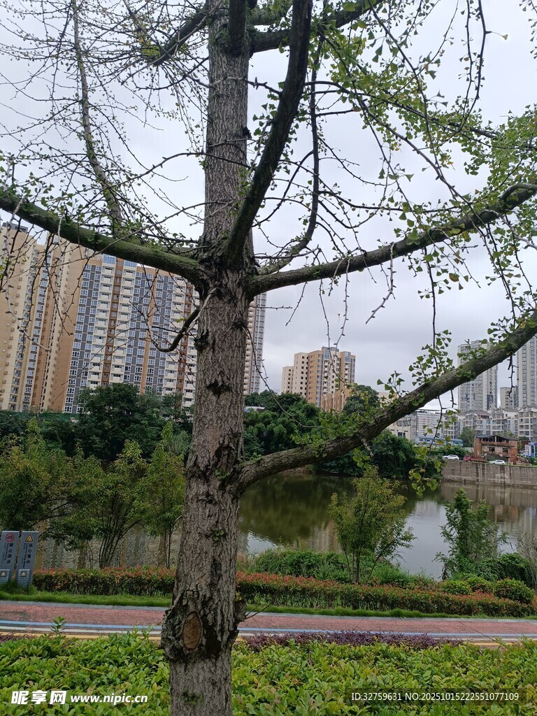 雨中枯树立于城市景观间