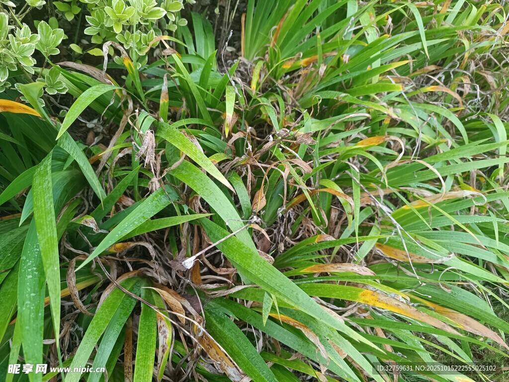 翠绿繁茂的野生植物景观