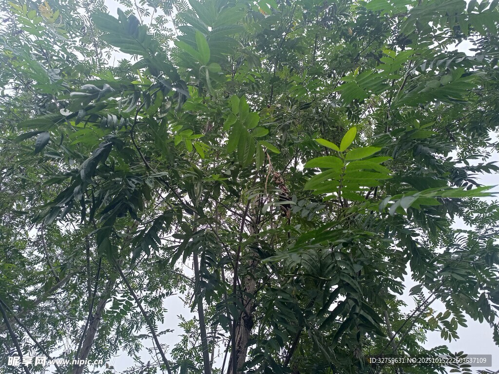 茂密繁茂的高大绿植景观