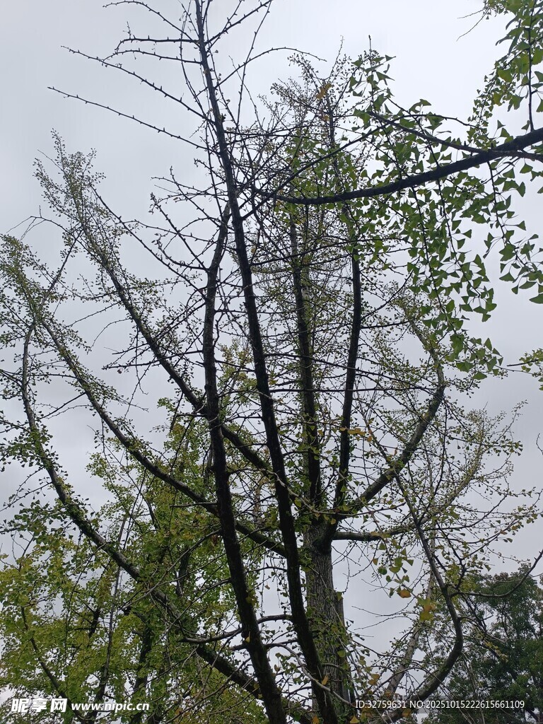 枯树与绿树交织的景象