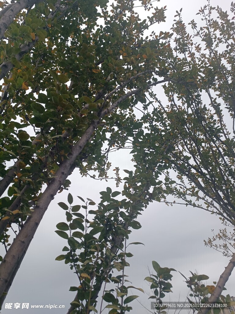 雾中树木景观