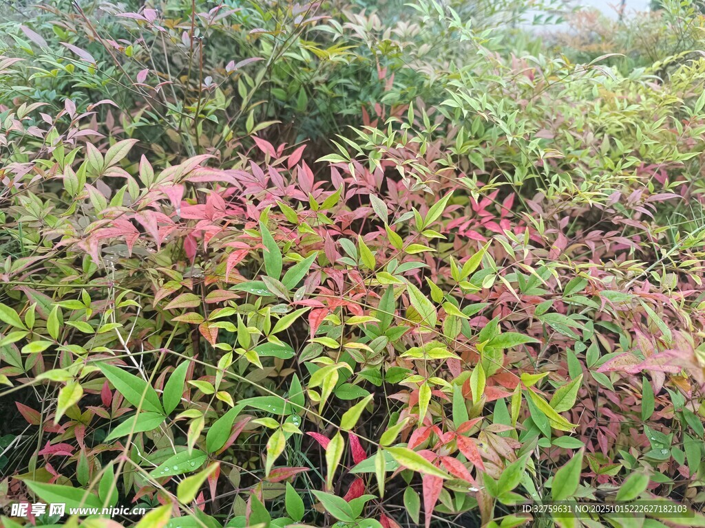 多彩斑斓的植物景观