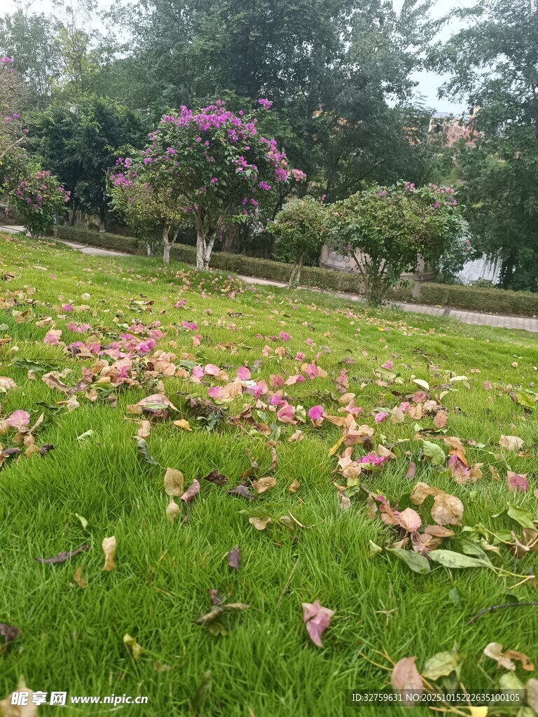 草地落英缤纷的美丽景象