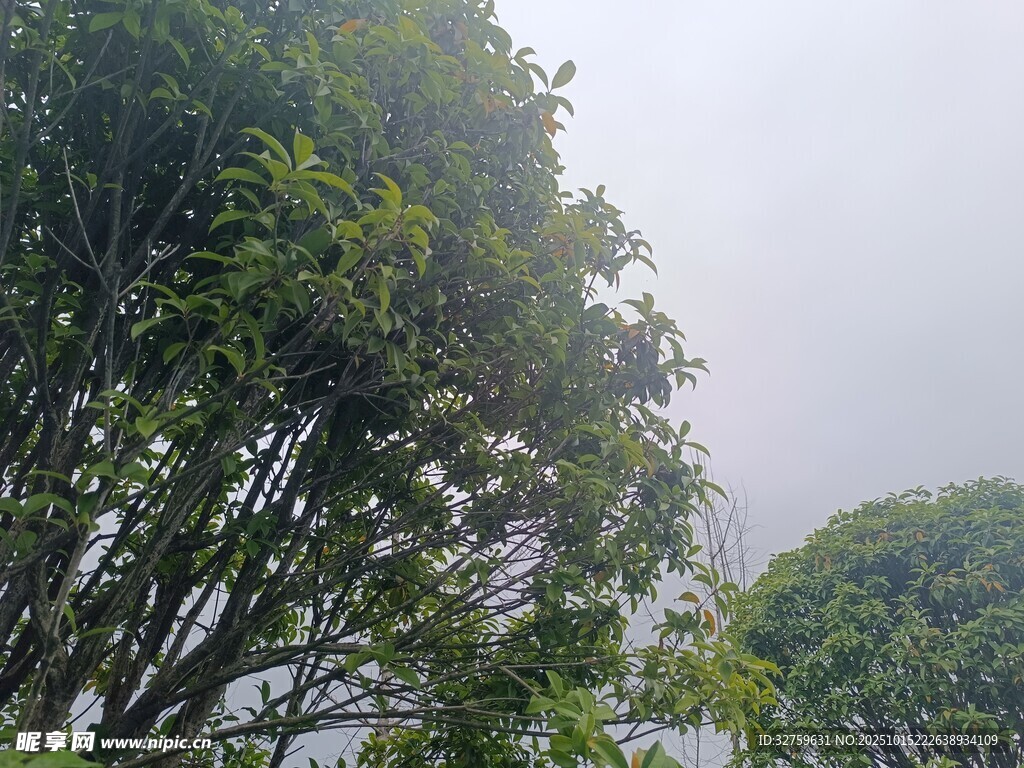 雾中葱郁树木景观