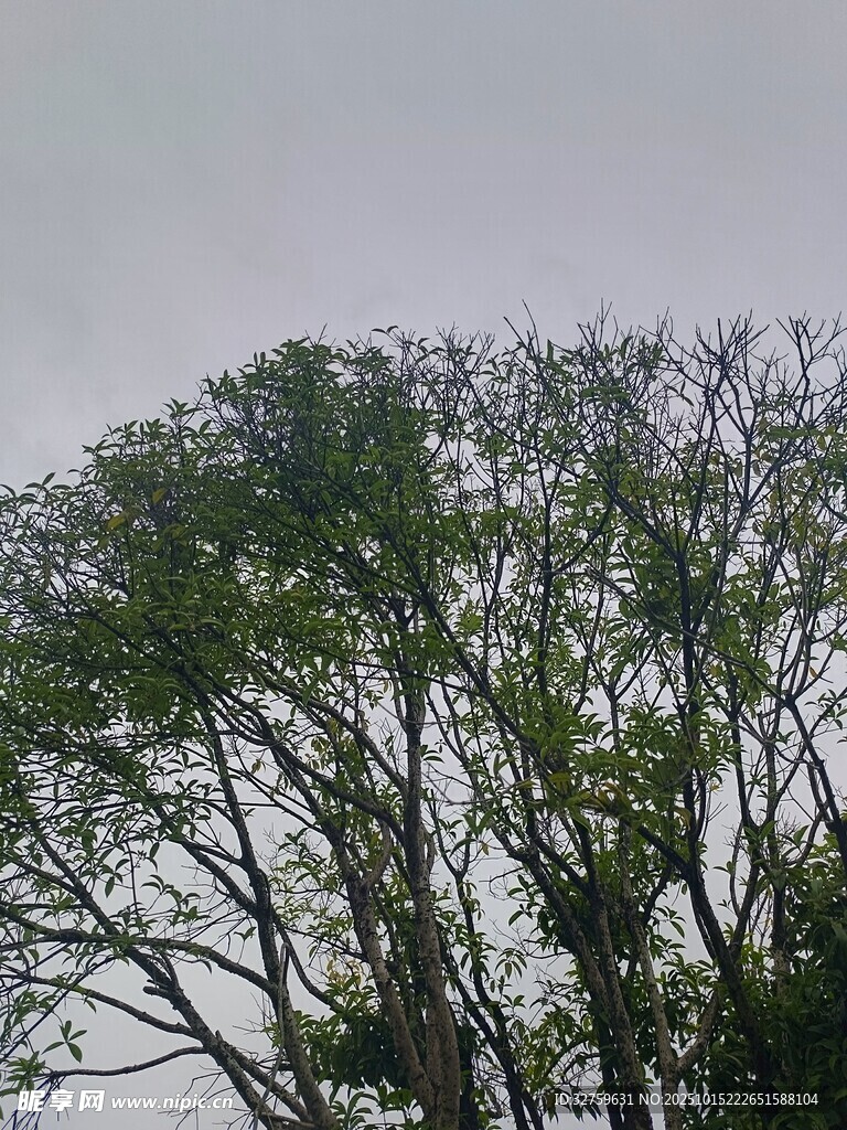 枝头绿意盎然的树木