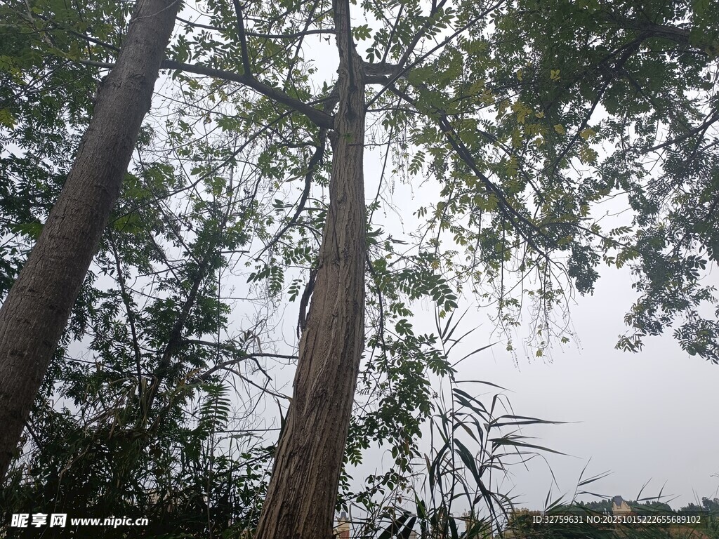 高大树木与朦胧天空景象