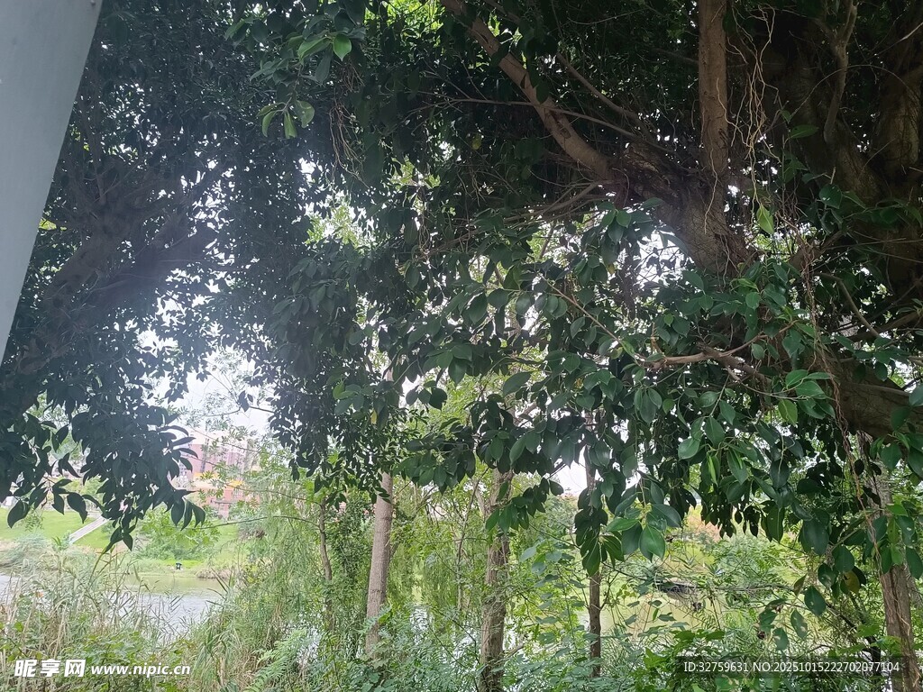 林间绿意盎然的繁茂景象