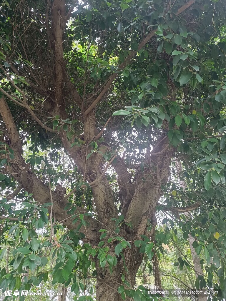 茂密树林中的粗壮树木
