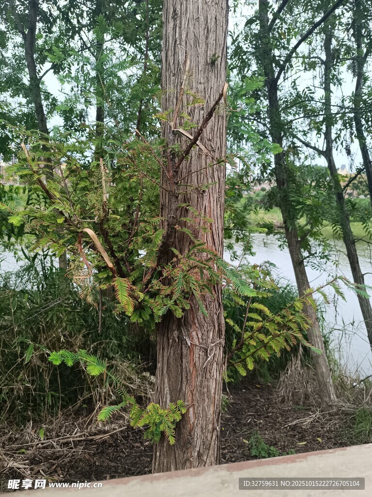 树干旁繁茂绿植与湖水