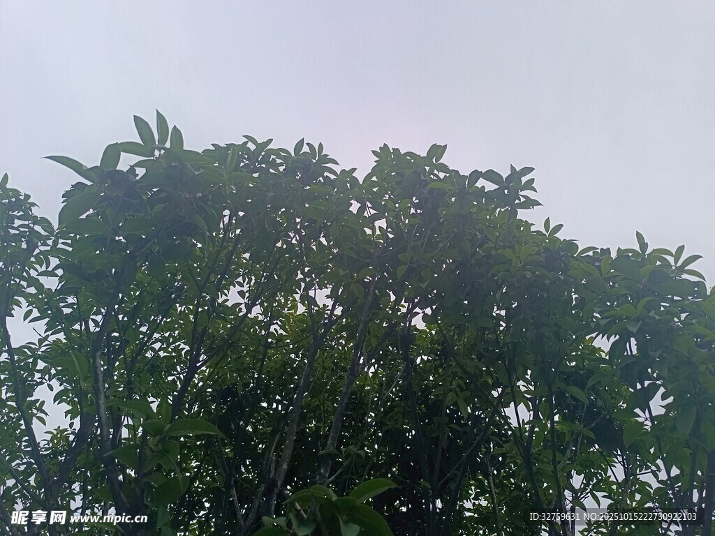 茂密树冠 