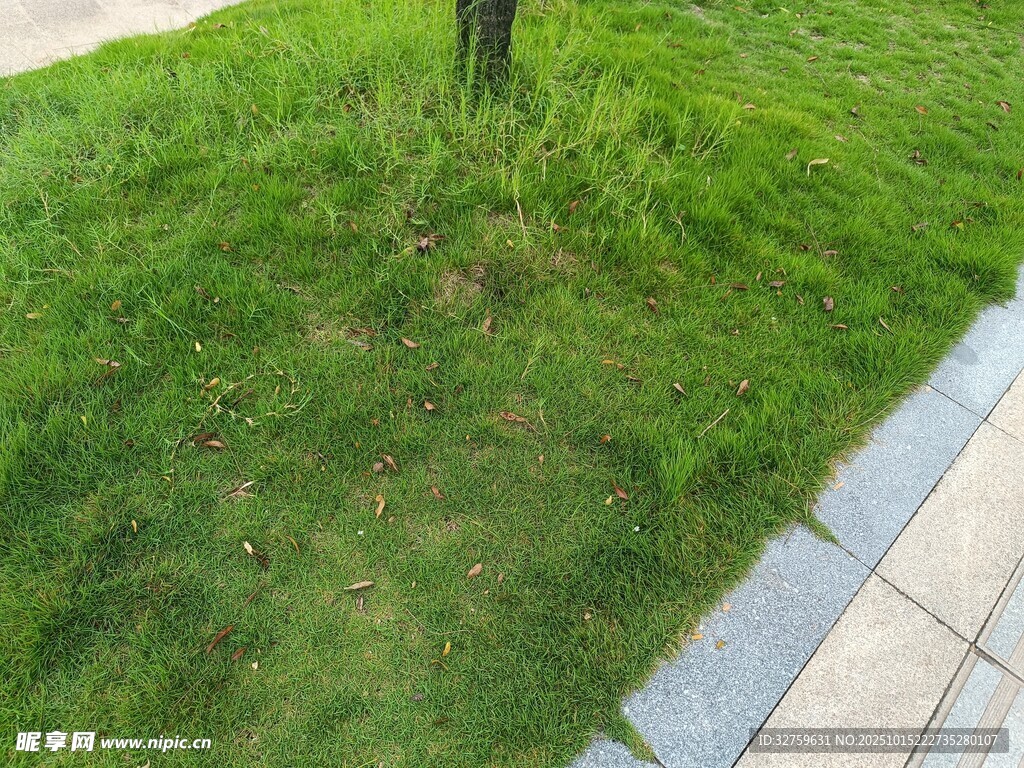 路边翠绿草地景象