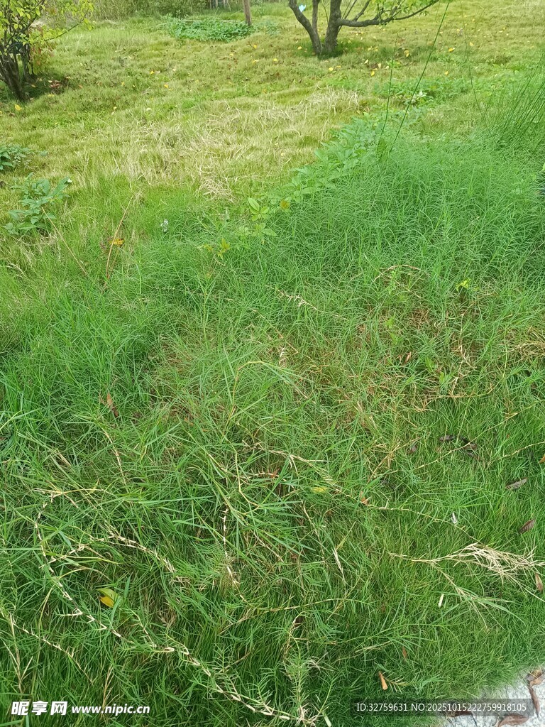 绿意盎然的草地景观