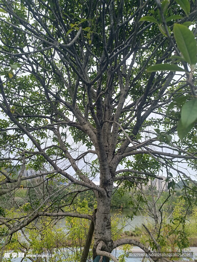 挺拔松树于自然环境中