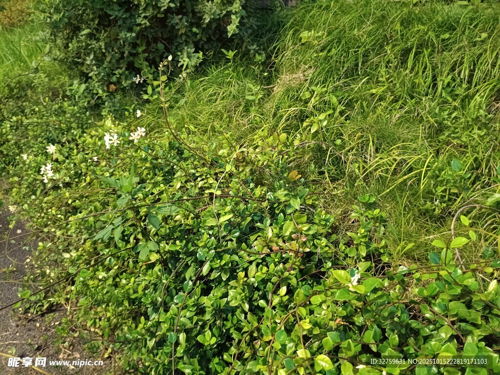 野外小径旁的繁茂绿植