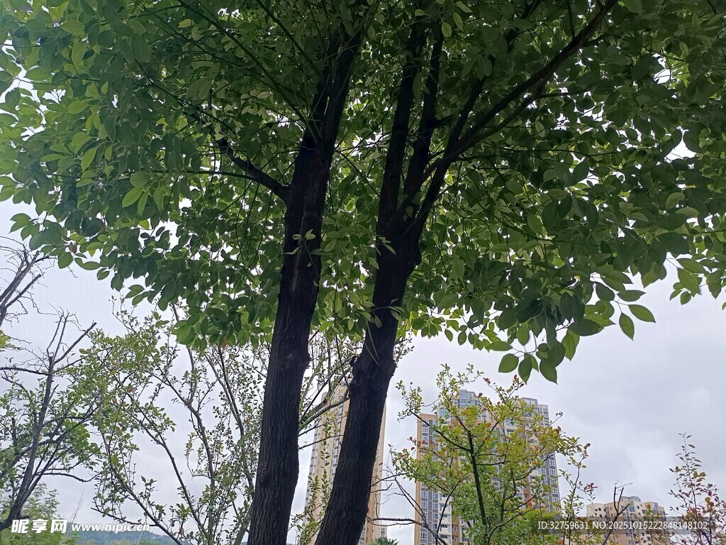 绿树晴空下的清新景致