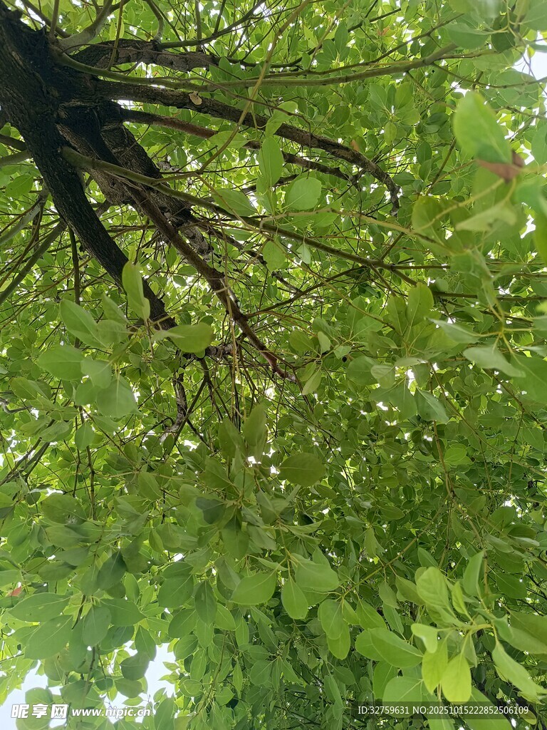 仰视繁茂树枝绿叶