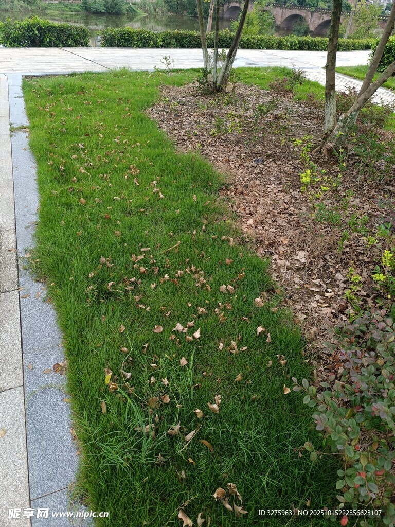 路边草地与落叶景观