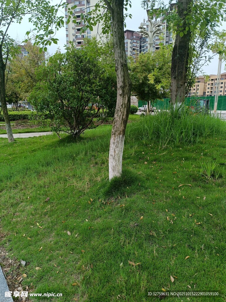 绿意盎然的公园草地景观