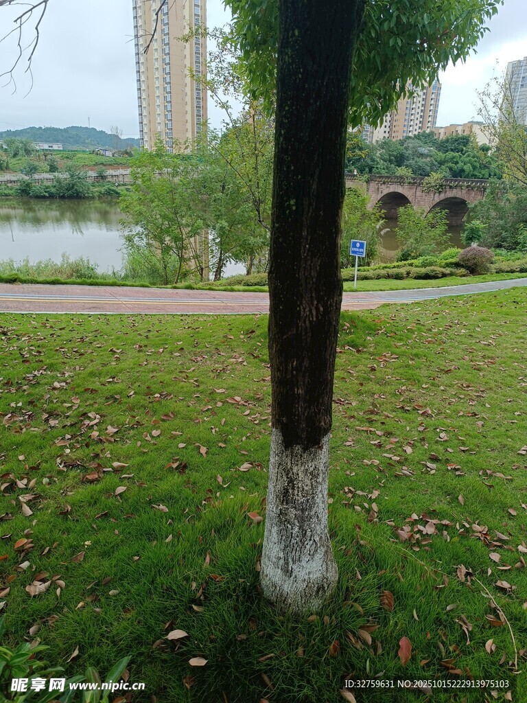公园草地旁的树木景观
