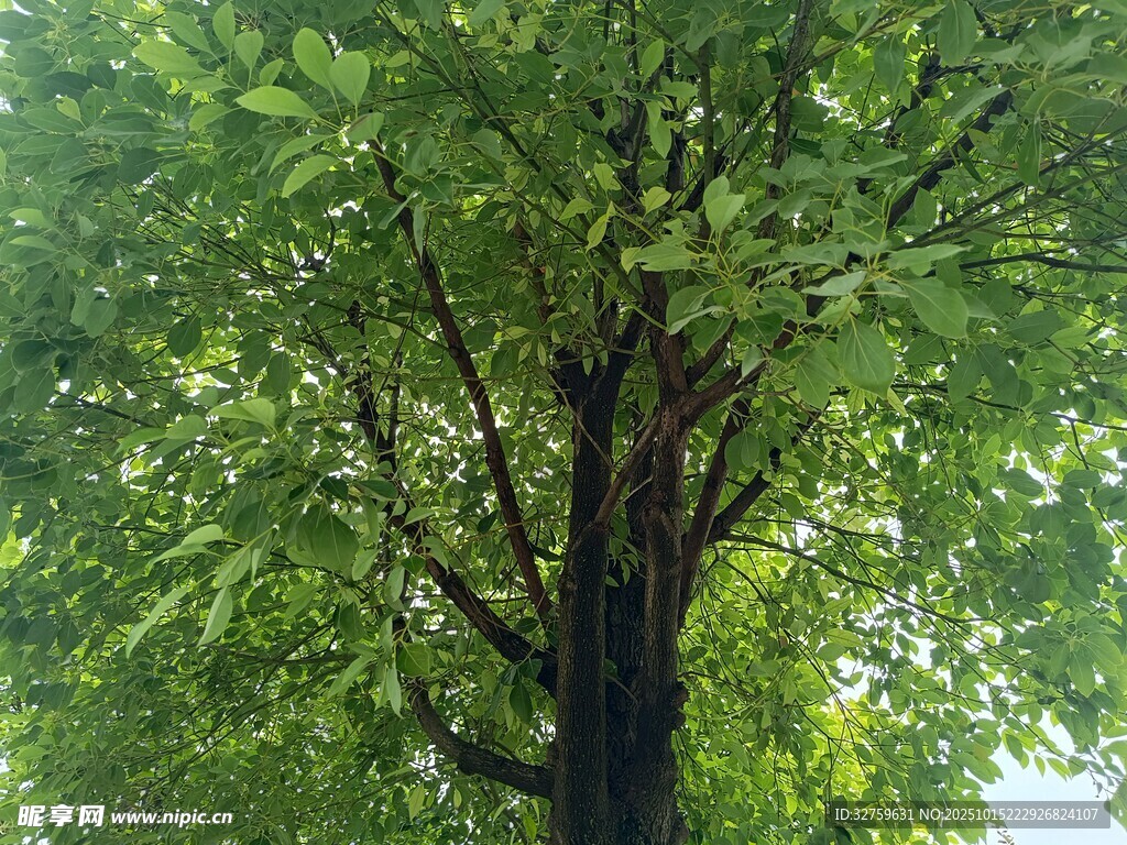 茂盛绿树 