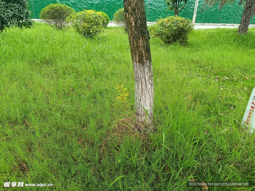 草地中的树木景观