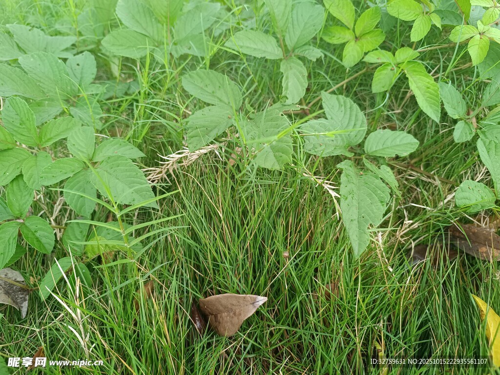 草丛中的绿叶植物