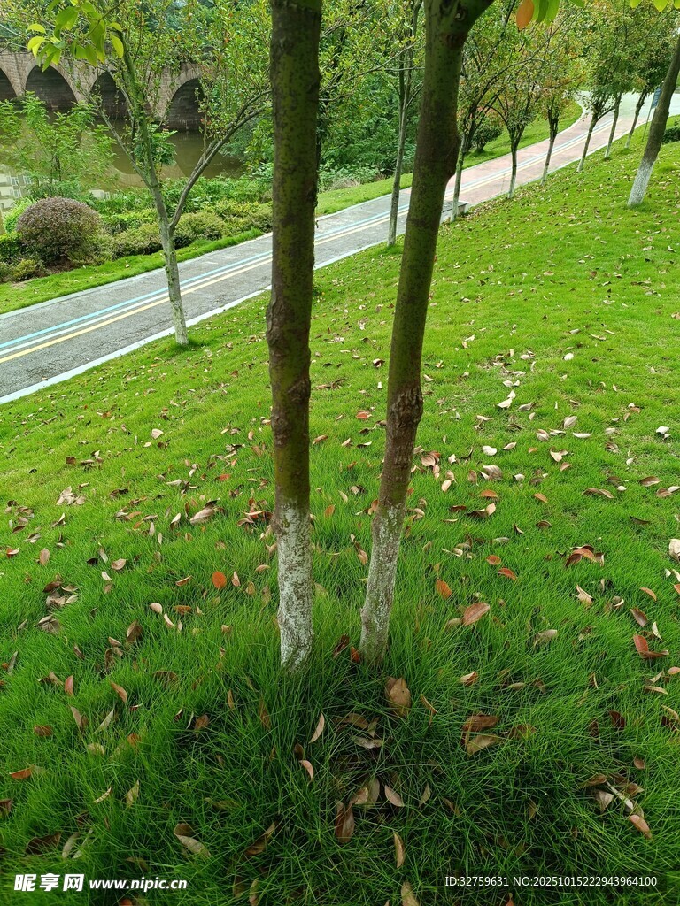 林间草地旁的树木景观