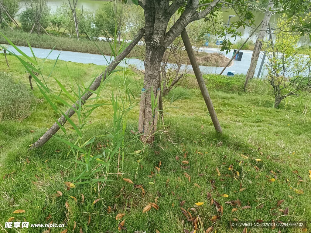 树木支撑架稳固小树生长