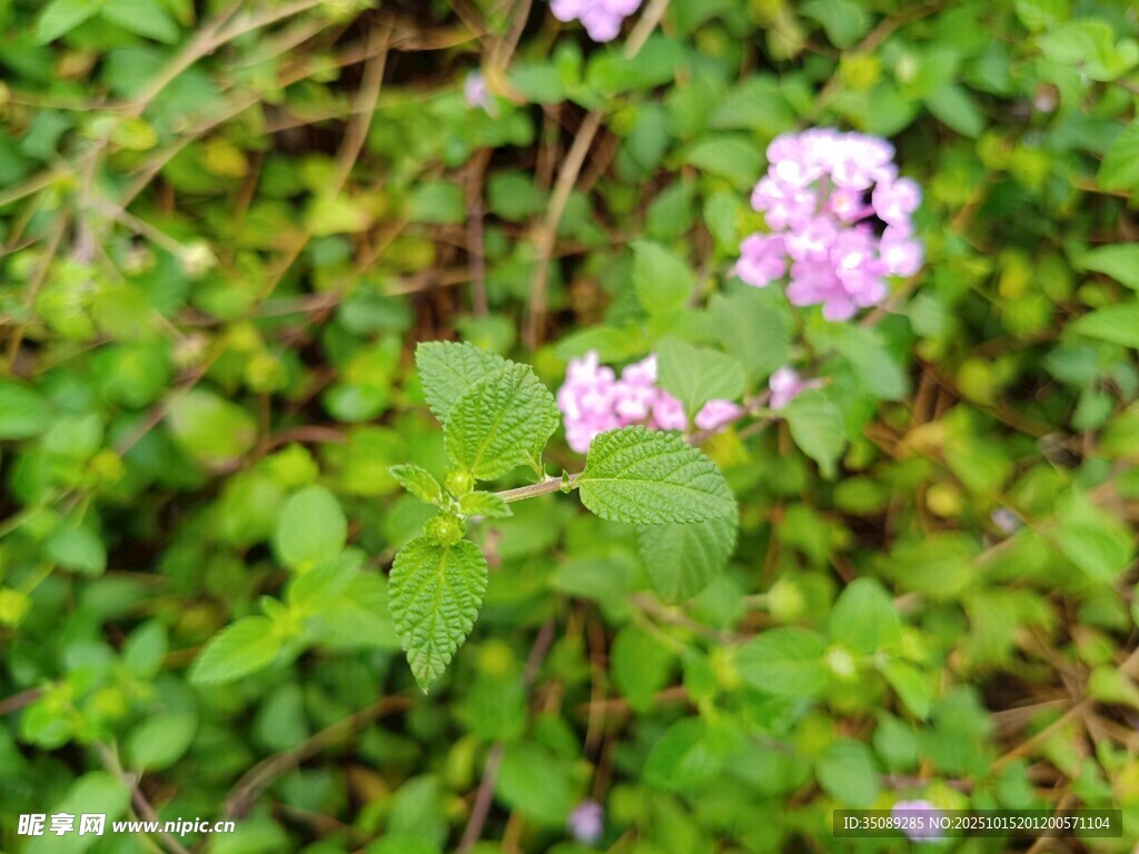 草丛中的紫色小花
