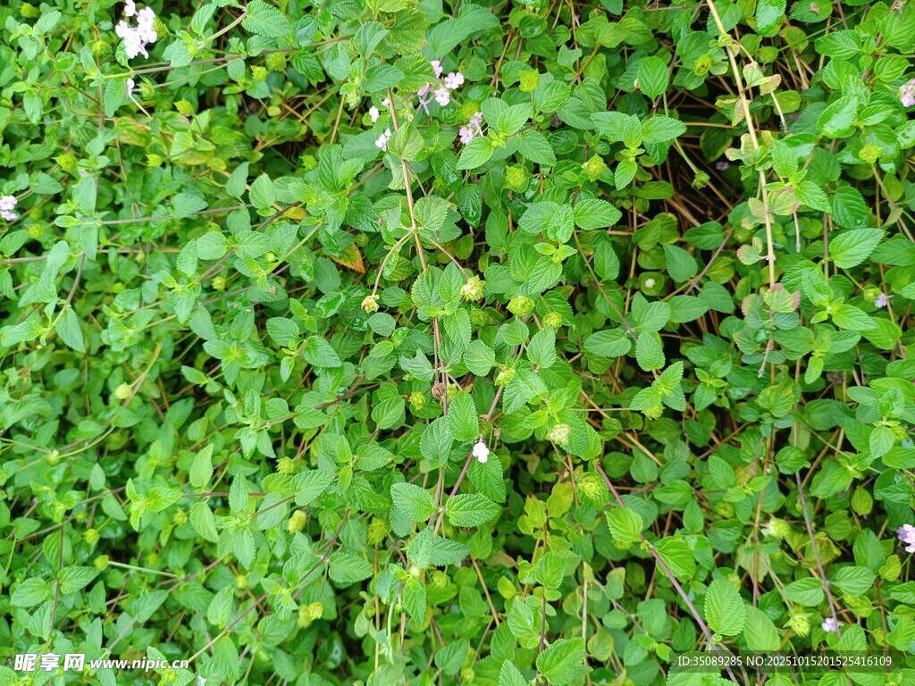 翠绿繁茂的藤本植物景观