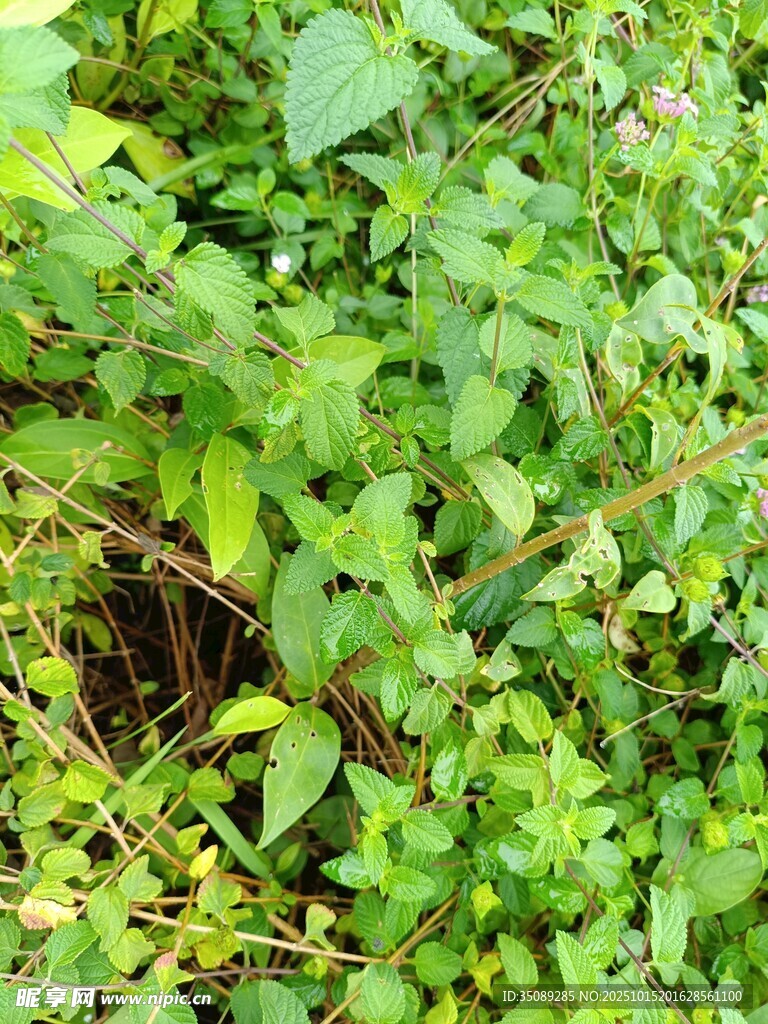 繁茂绿植生机盎然