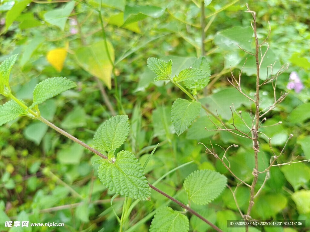 绿叶繁茂的植物景象