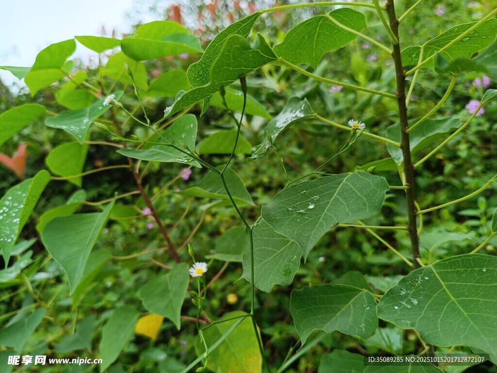 繁茂绿植生机盎然