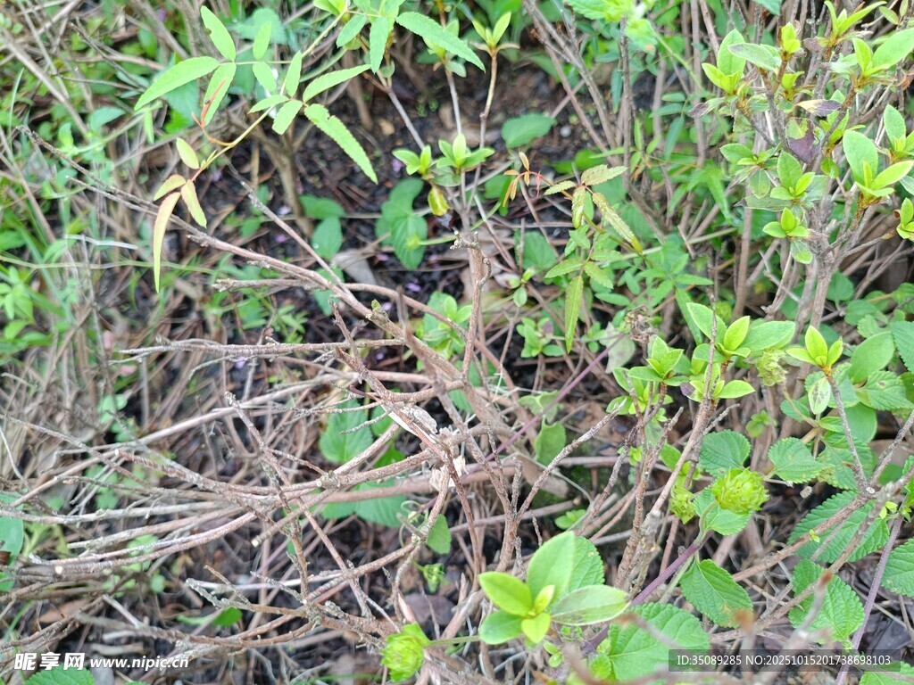 野外繁茂的杂草植物