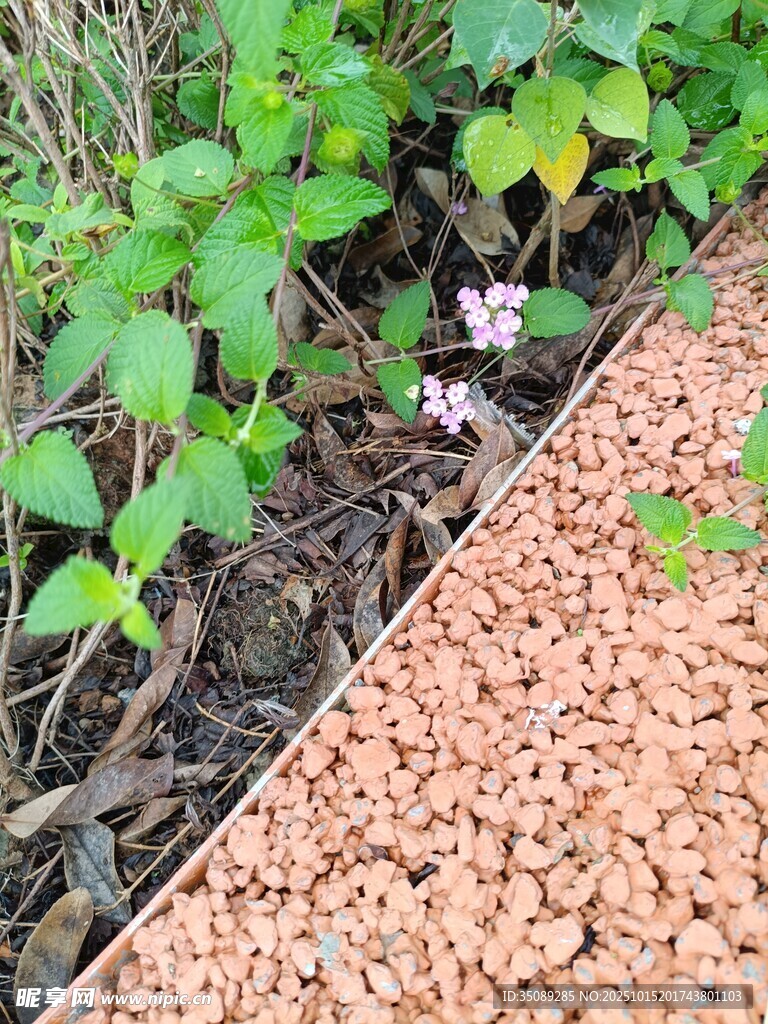碎石旁的绿植与绽放小花