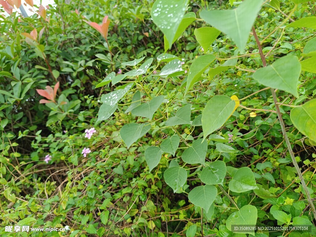 绿叶繁茂的植物景观