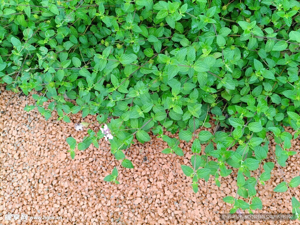 翠绿植物与棕色地面景观