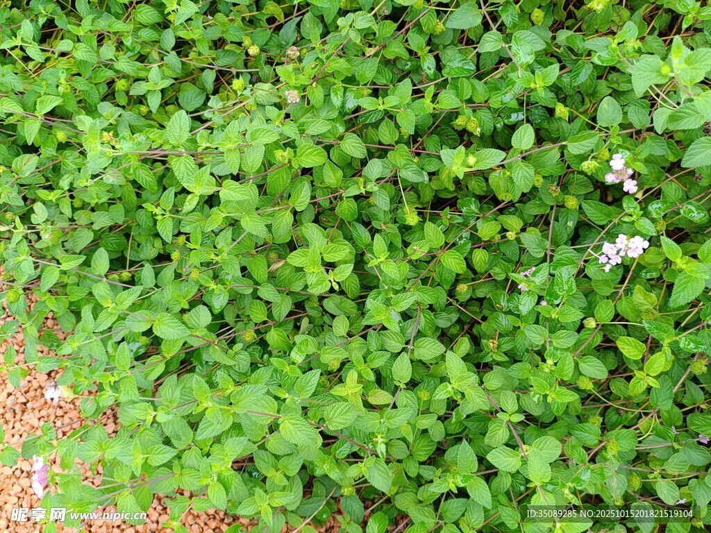 翠绿繁茂的爬藤植物