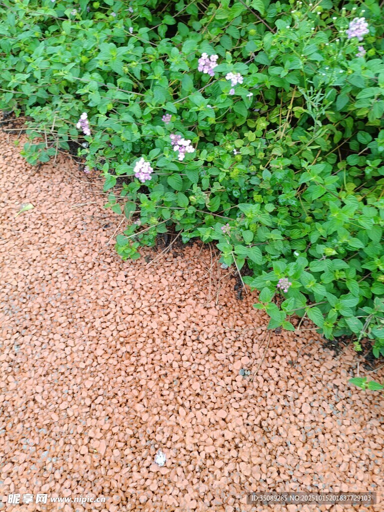 绿植与棕色地面景观
