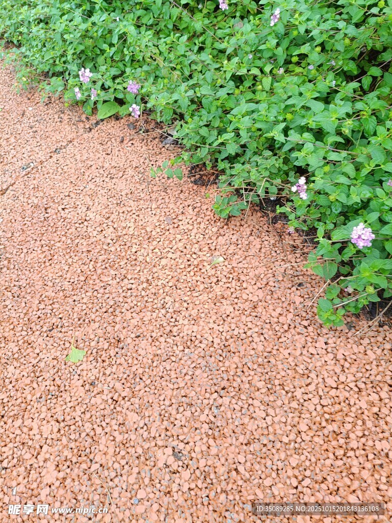 红褐色步道旁的翠绿植物