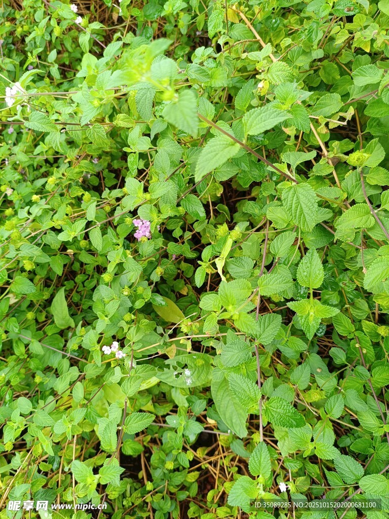 翠绿繁茂的植物景观