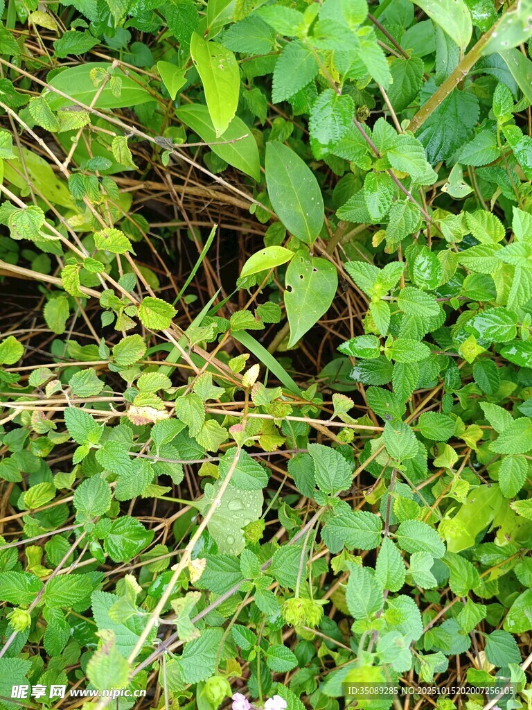 繁茂绿植生机盎然景象