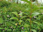 田野中的绿色植物与小花