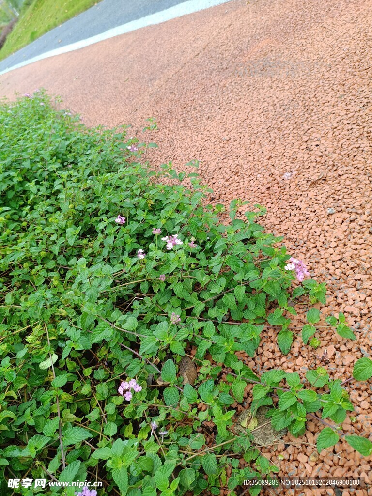 路边繁茂的绿色植物