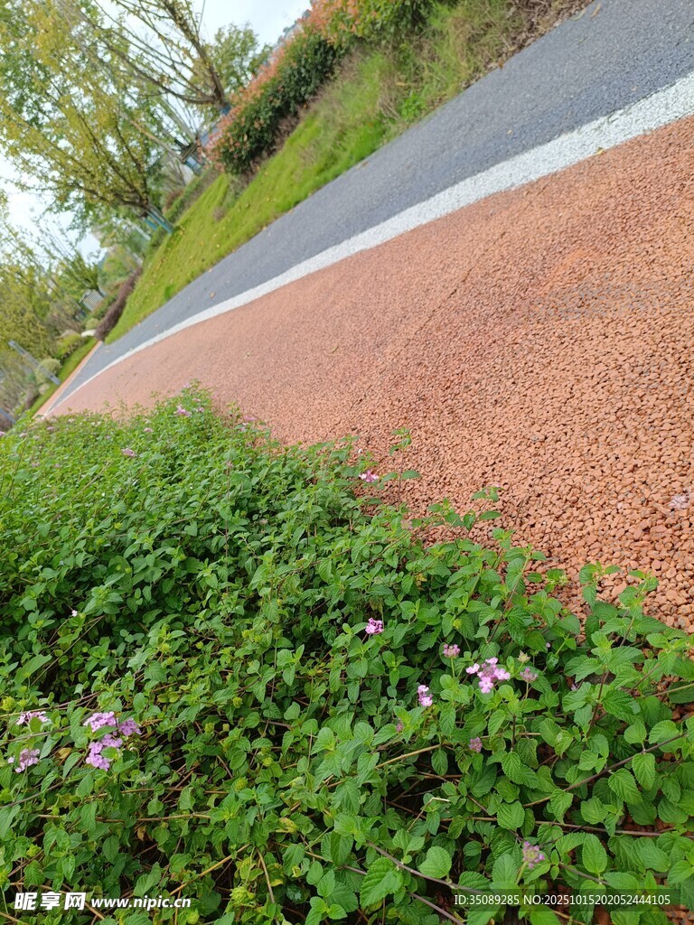 路边绿植与彩色步道景观